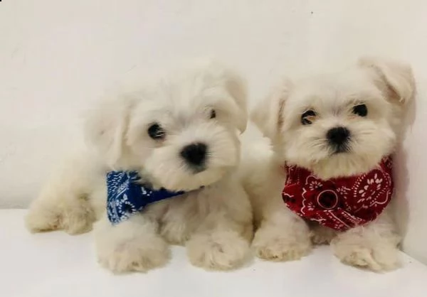 maltesi mini toy!!