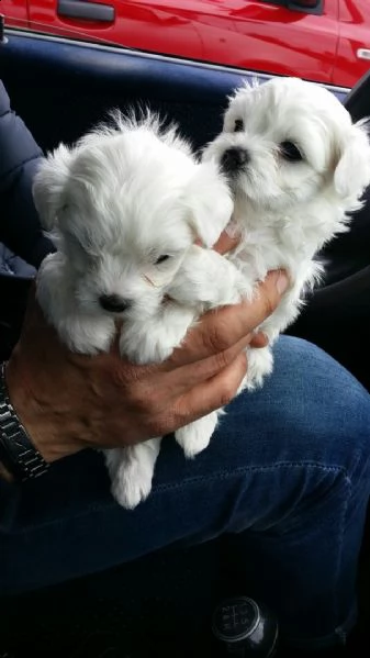maltese toy cuccioli