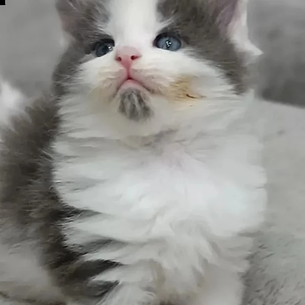 gattini maine coon di razza | Foto 0