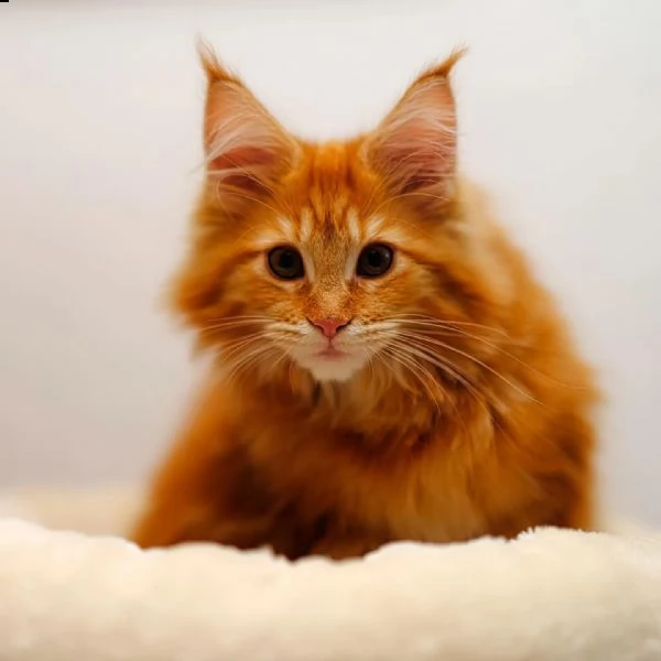 gattini maine coon di razza. | Foto 5