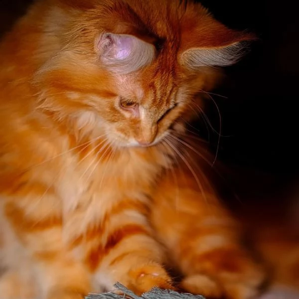 gattini maine coon di razza. | Foto 4