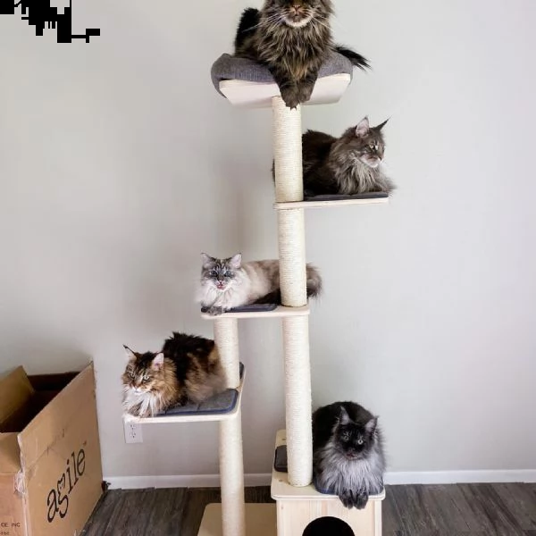 gattini maine coon di razza.