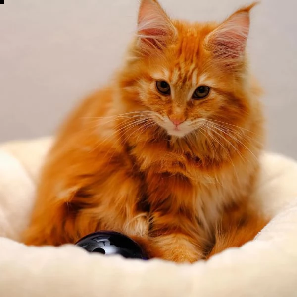 gattini maine coon di razza | Foto 3