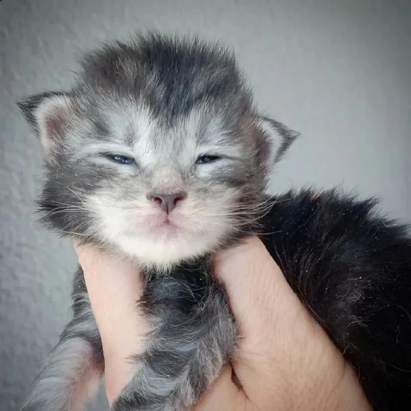 gattini maine coon di razza | Foto 1