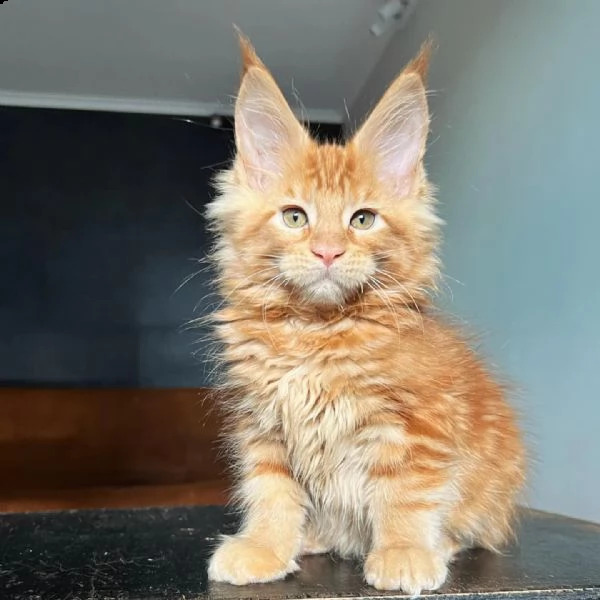 gattini maine coon di razza | Foto 1