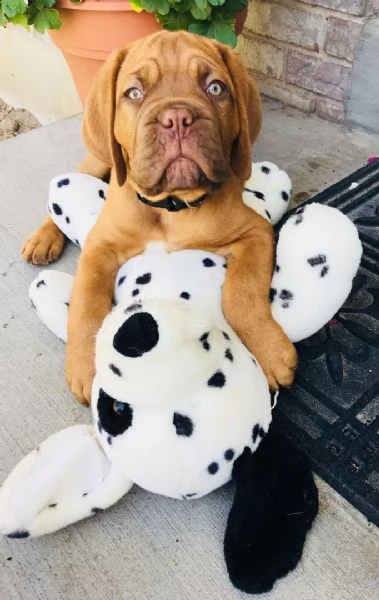  regalo cuccioli dogue de bordeaux disponibili bellissimi cuccioli di dogue de bordeaux, genitori vi