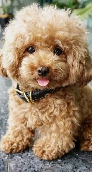  regalo abbiamo cuccioli di barboncino sono barboncino di dimensioni standard . sono registrati akc.