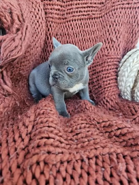 regalo cuccioli di carlino whatsapp ( 0039 353 317 4023 ) | Foto 2