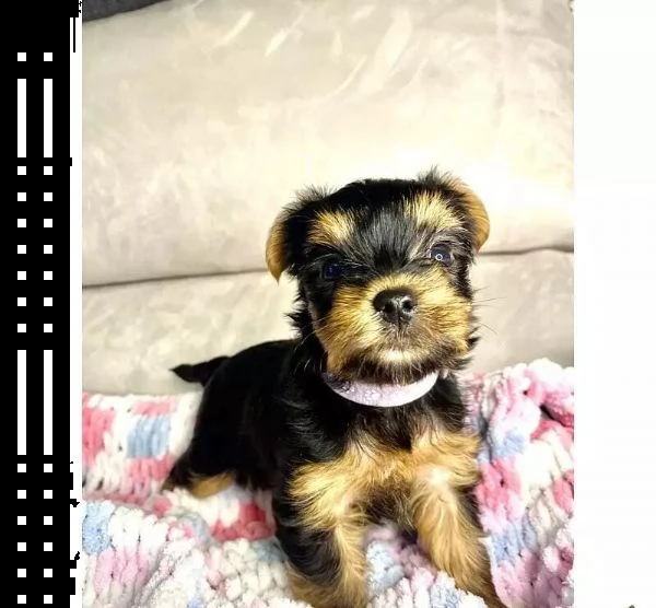 regalo cuccioli di yorkie whatsapp ( 0039 353 317 4023 ) | Foto 2