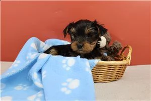 teneri cuccioli yorkshire terrier
