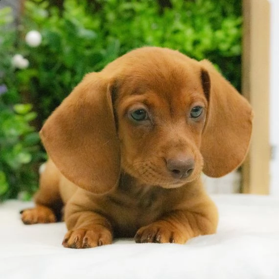 regalo adorabili cuccioli bassotto femminucce e maschietti gratuita i cuccioli sono vaccinati svermi