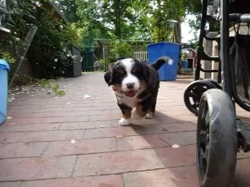 4 disponibili bellissimi cuccioli di bovaro del bernese  | Foto 2