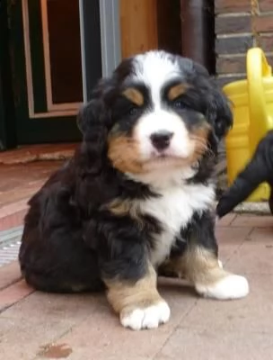 4 disponibili bellissimi cuccioli di bovaro del bernese  | Foto 0