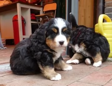 4 disponibili bellissimi cuccioli di bovaro del bernese 