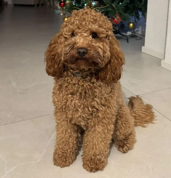 Cuccioli di barboncino nano | Foto 8