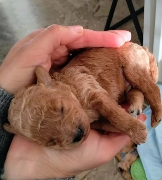 Cuccioli di barboncino nano