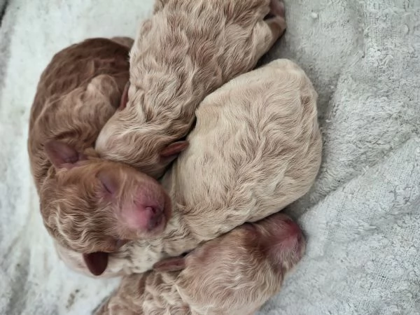 Cuccioli di barboncino nano | Foto 7