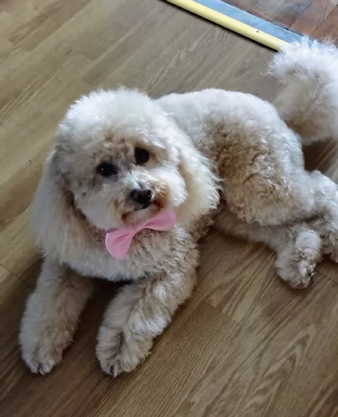 Cuccioli di barboncino nano | Foto 6