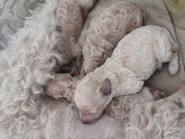 Cuccioli di barboncino nano | Foto 5
