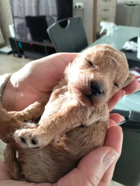 Cuccioli di barboncino nano | Foto 4