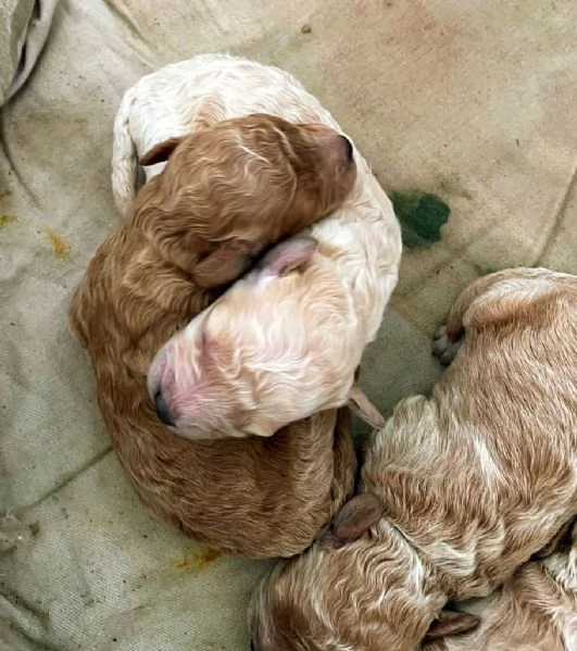 Cuccioli di barboncino nano | Foto 3