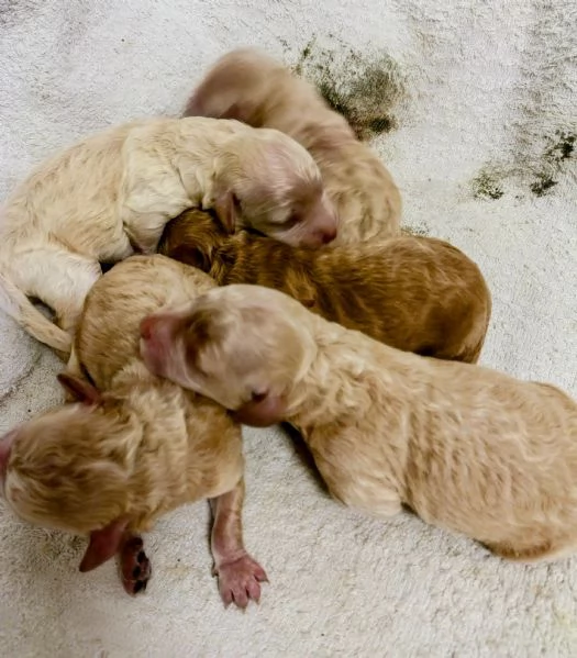 Cuccioli di barboncino nano | Foto 2