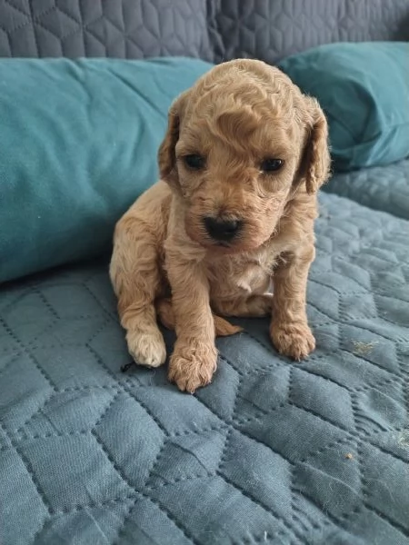 Cuccioli di barboncino nano | Foto 1