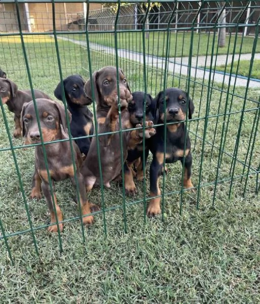 dobermann top cuccioli in vendita | Foto 6