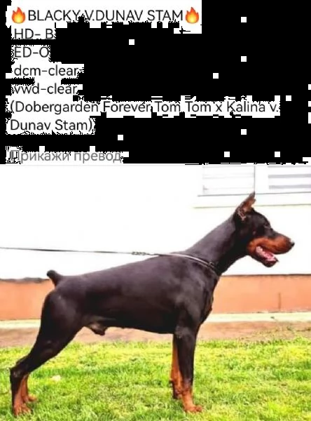 dobermann top cuccioli in vendita | Foto 5