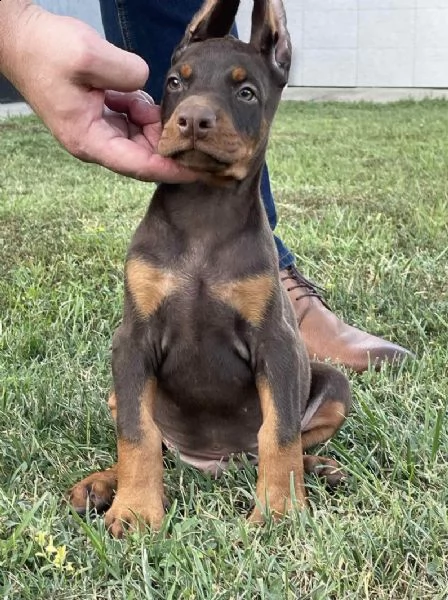 dobermann top cuccioli in vendita | Foto 4