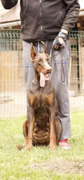 dobermann top cuccioli in vendita | Foto 3