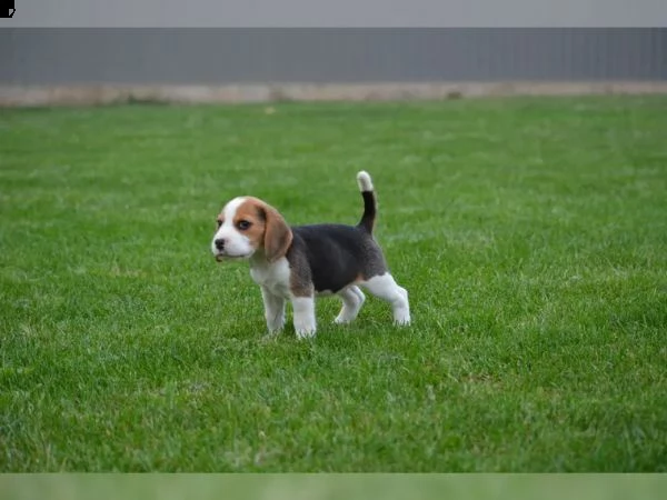 cuccioli di beagle di circa due mesi con libretto sanitario | Foto 2