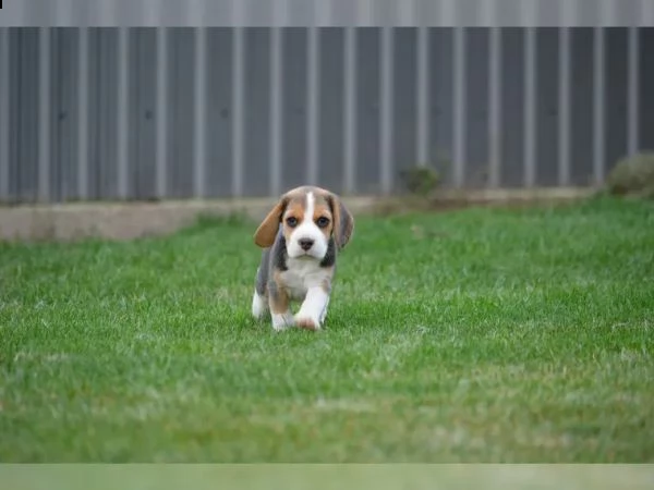 cuccioli di beagle di circa due mesi con libretto sanitario | Foto 0