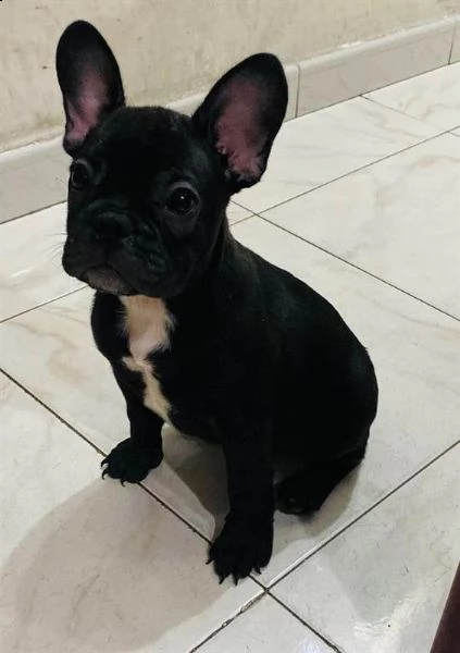 adotta un bulldog francese    whatsapp (0039 353 317 4023 ) | Foto 2