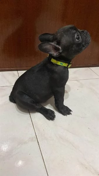 adotta un bulldog francese    whatsapp (0039 353 317 4023 ) | Foto 1