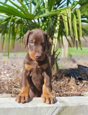 2383due dobermann cuccioli