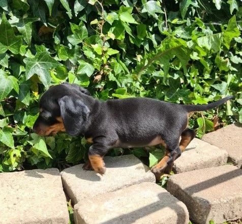 122838cuccioli bassotto nano | Foto 0