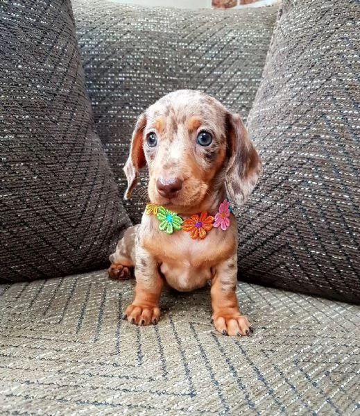 122838cuccioli bassotto nano