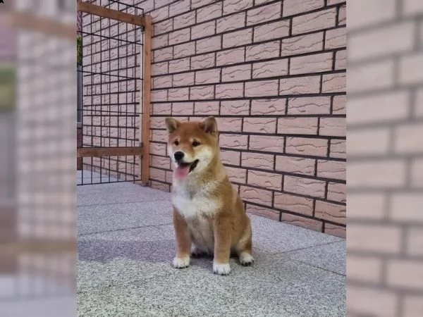 cuccioli di razza shiba inu | Foto 5