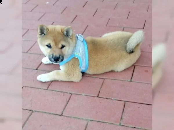 cuccioli di razza shiba inu | Foto 4