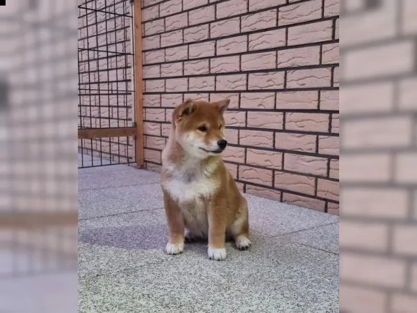 cuccioli di razza shiba inu | Foto 3