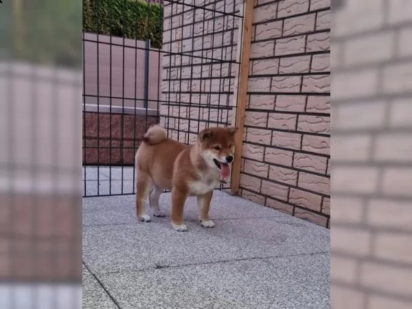 cuccioli di razza shiba inu | Foto 2
