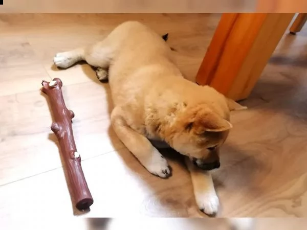 cuccioli di razza shiba inu | Foto 1