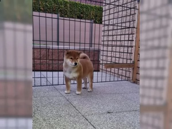 cuccioli di razza shiba inu | Foto 0