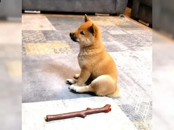 cuccioli di razza shiba inu