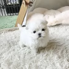 Maltese toy
