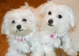 Maltese toy | Foto 1