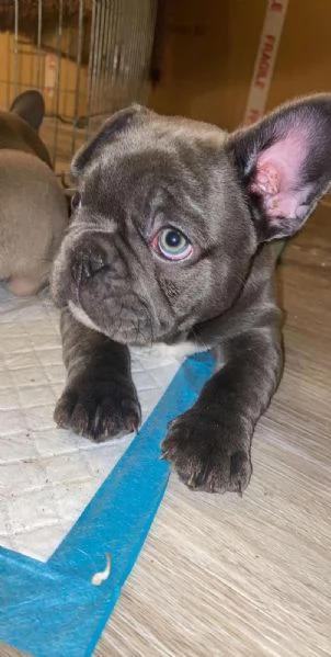 stupendi cuccioli di Bouledogue Francese | Foto 6