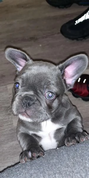 stupendi cuccioli di Bouledogue Francese
