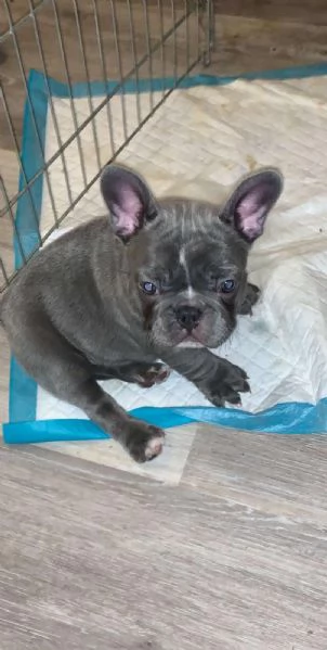 stupendi cuccioli di Bouledogue Francese | Foto 4